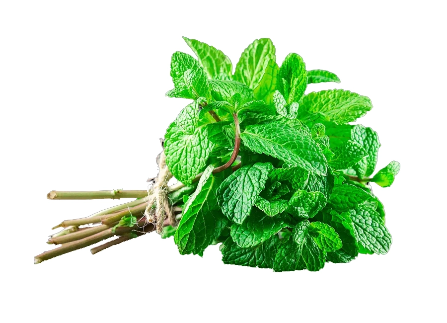 Mint Leaves fresh quality product supplier Maldives