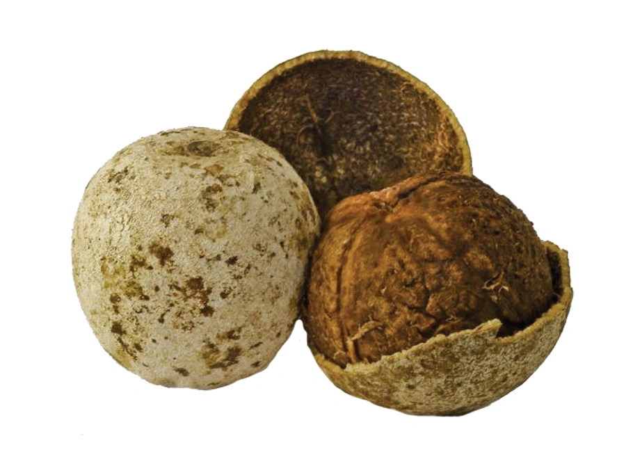 Wood Apple Maldives supplier