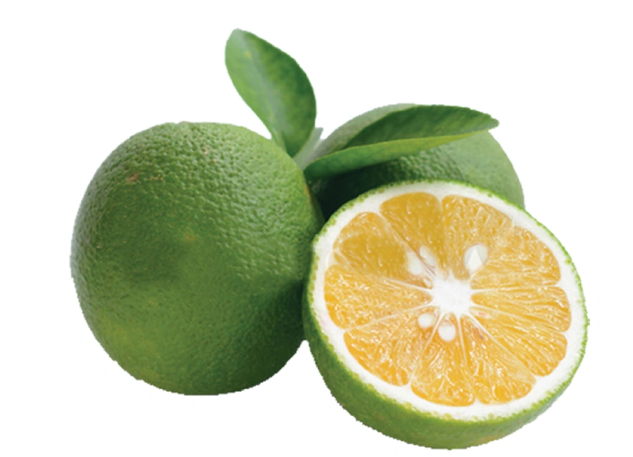 Sri lanka Orange fresh quality product supplier Maldives