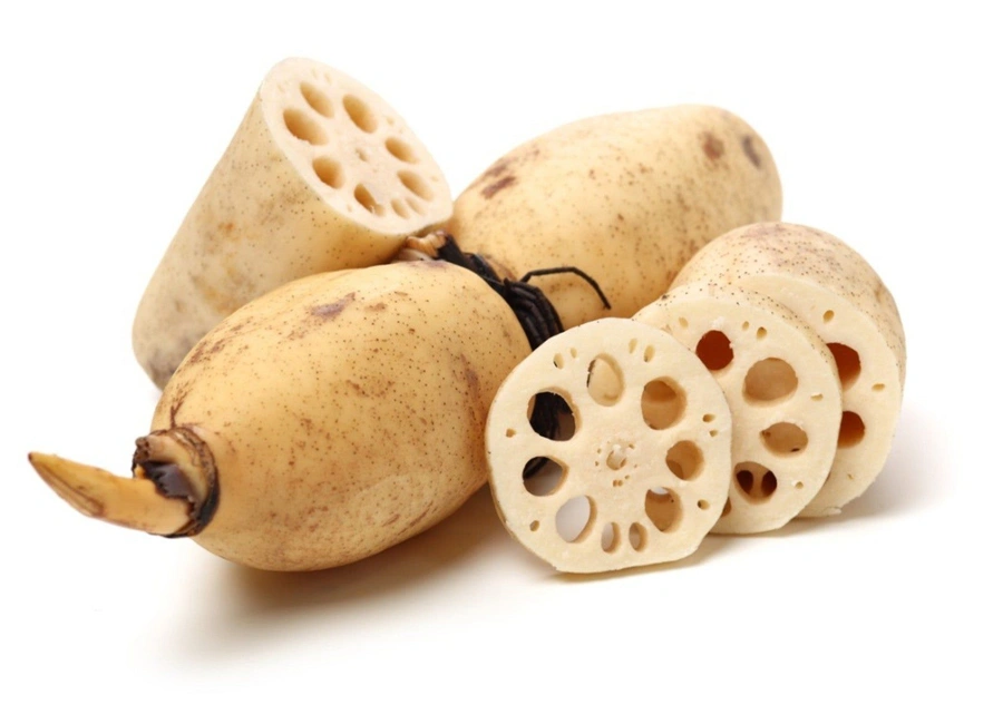 Lotus Root Maldives supplier